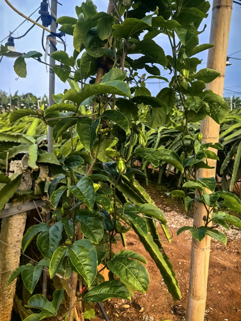 钦蜜9湛江硇洲货