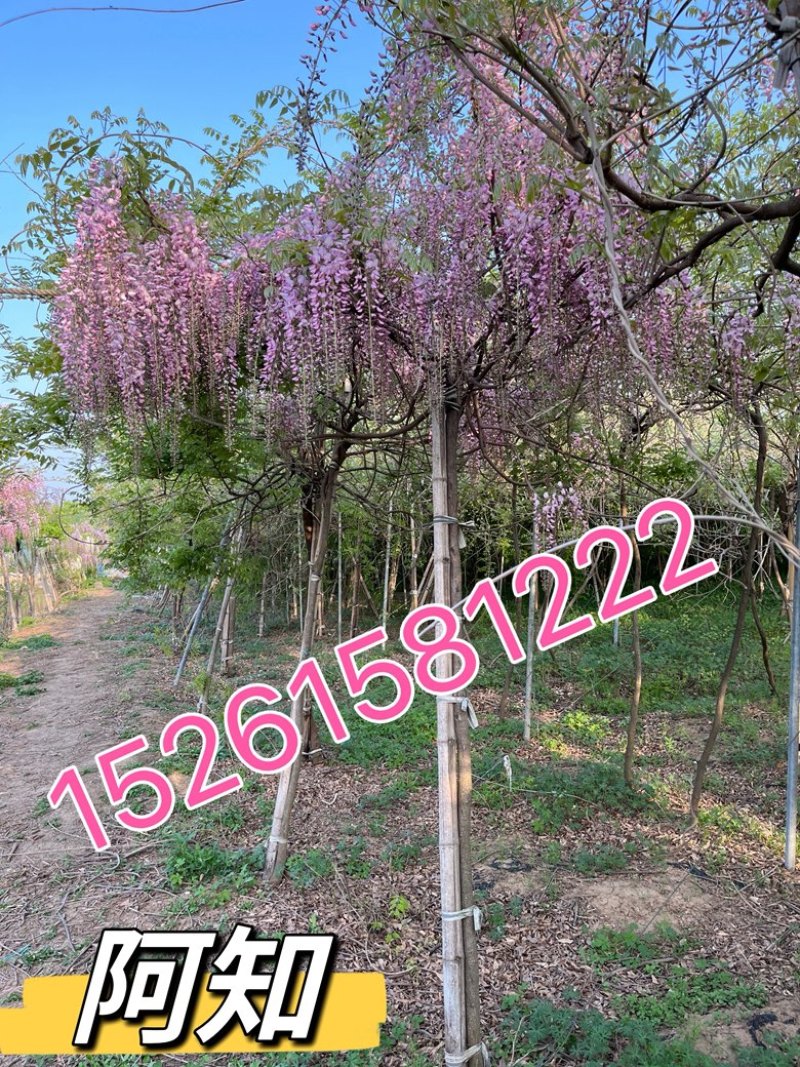 日本紫藤紫藤基地直发，品质保证诚信经营