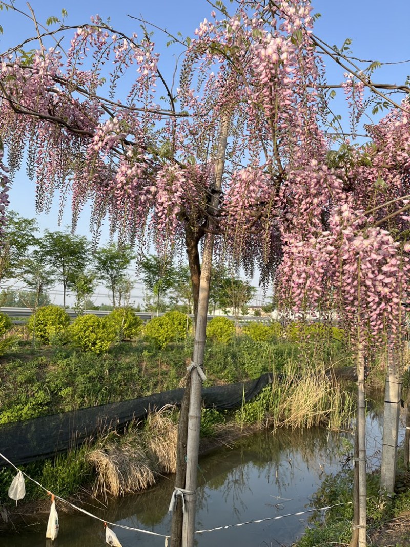 日本紫藤紫藤基地直发，品质保证诚信经营