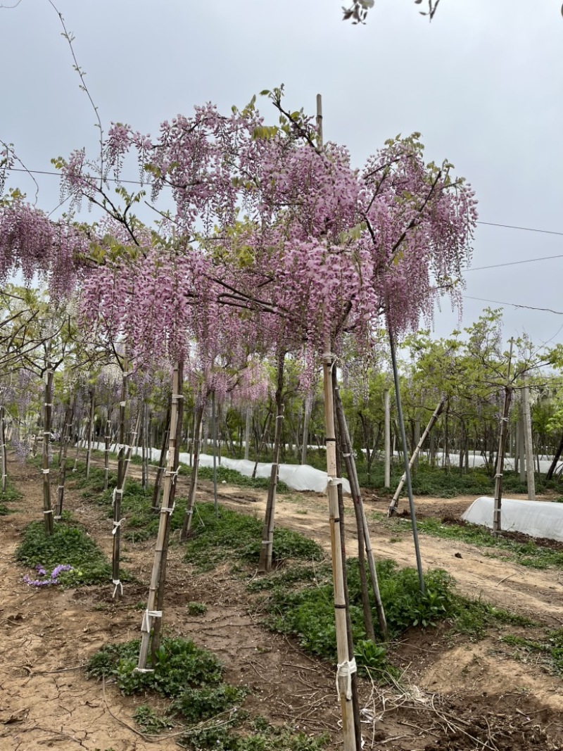 紫藤精品紫藤规格齐全基地直供欢迎电话联系