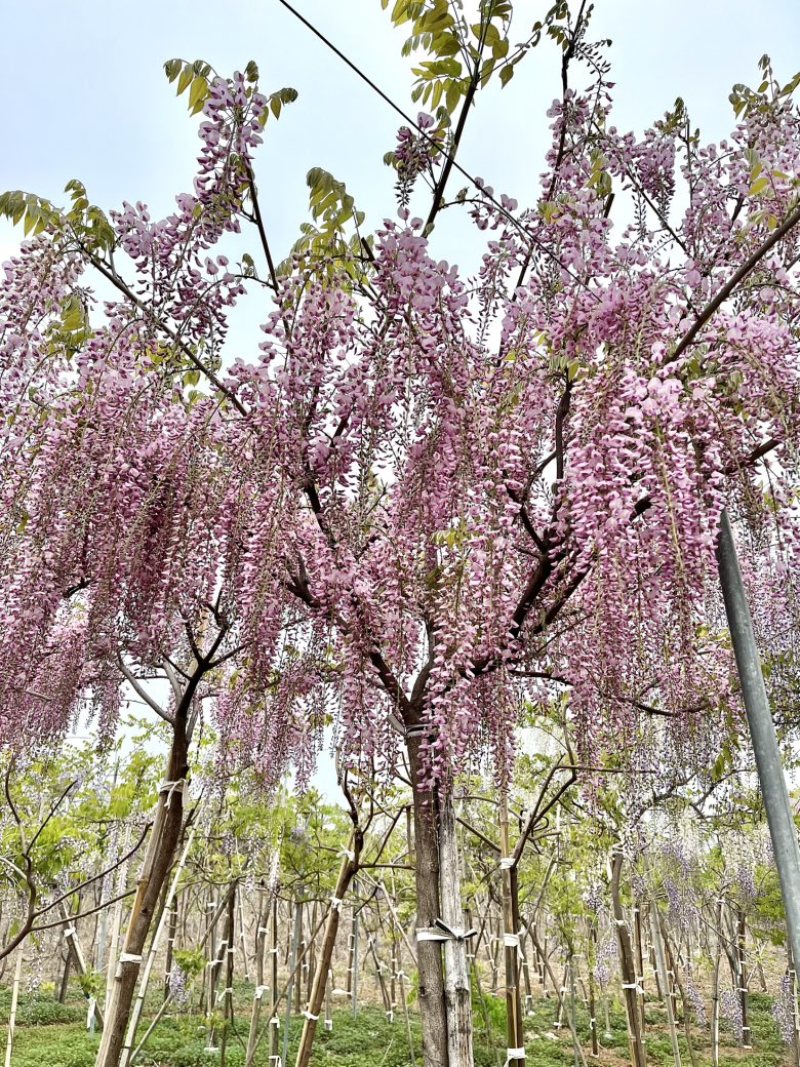 紫藤精品紫藤规格齐全基地直供欢迎电话联系