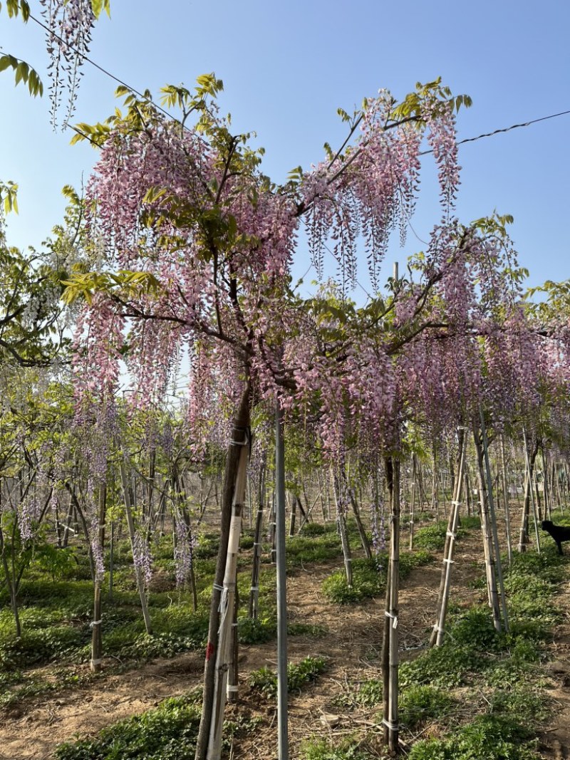 紫藤精品紫藤规格齐全基地直供欢迎电话联系