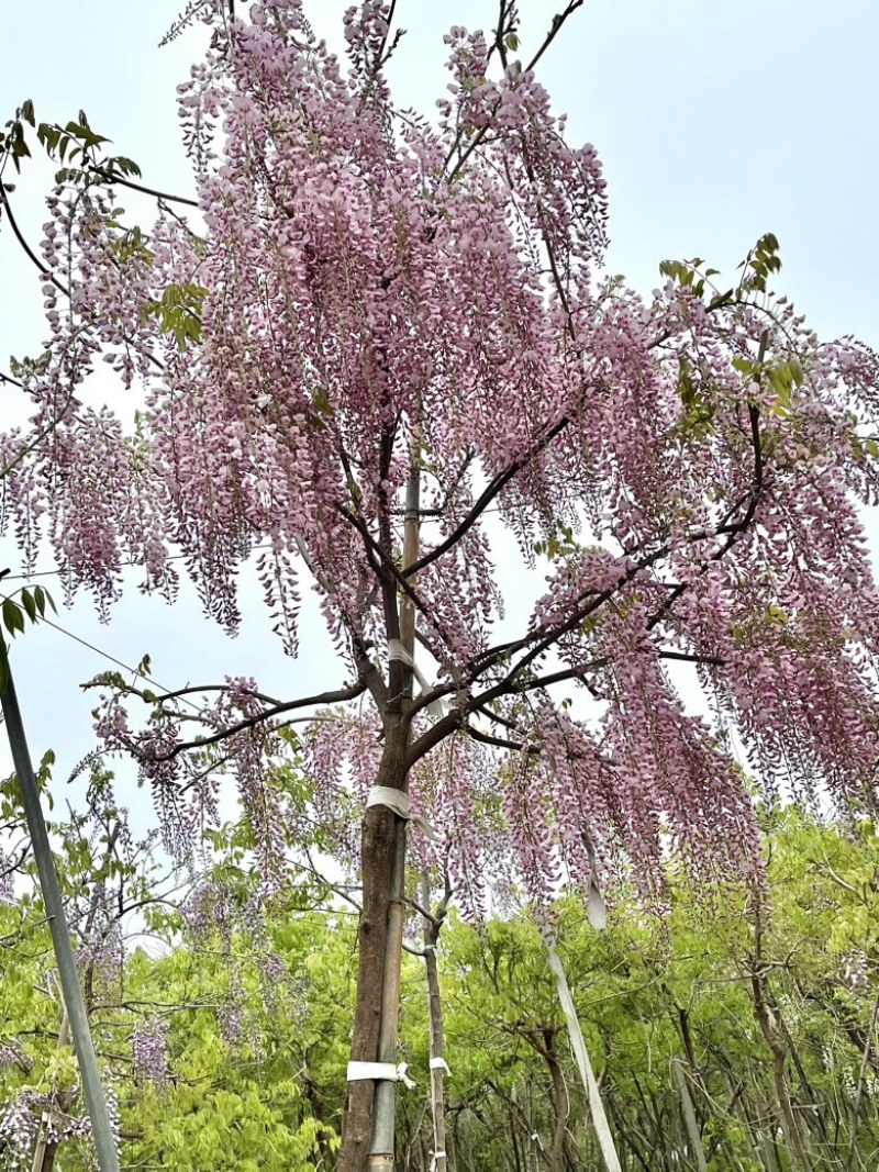 紫藤精品紫藤规格齐全基地直供欢迎电话联系