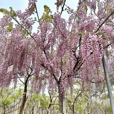 紫藤精品紫藤规格齐全基地直供欢迎电话联系