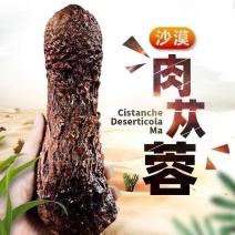野生肉苁蓉阿拉善补阳壮肾油从容切片正宗泡水泡茶泡酒料油蓉