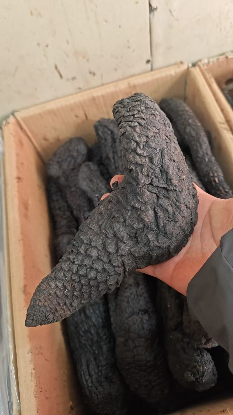 野生肉苁蓉阿拉善补阳壮肾油从容切片正宗泡水泡茶泡酒料油蓉