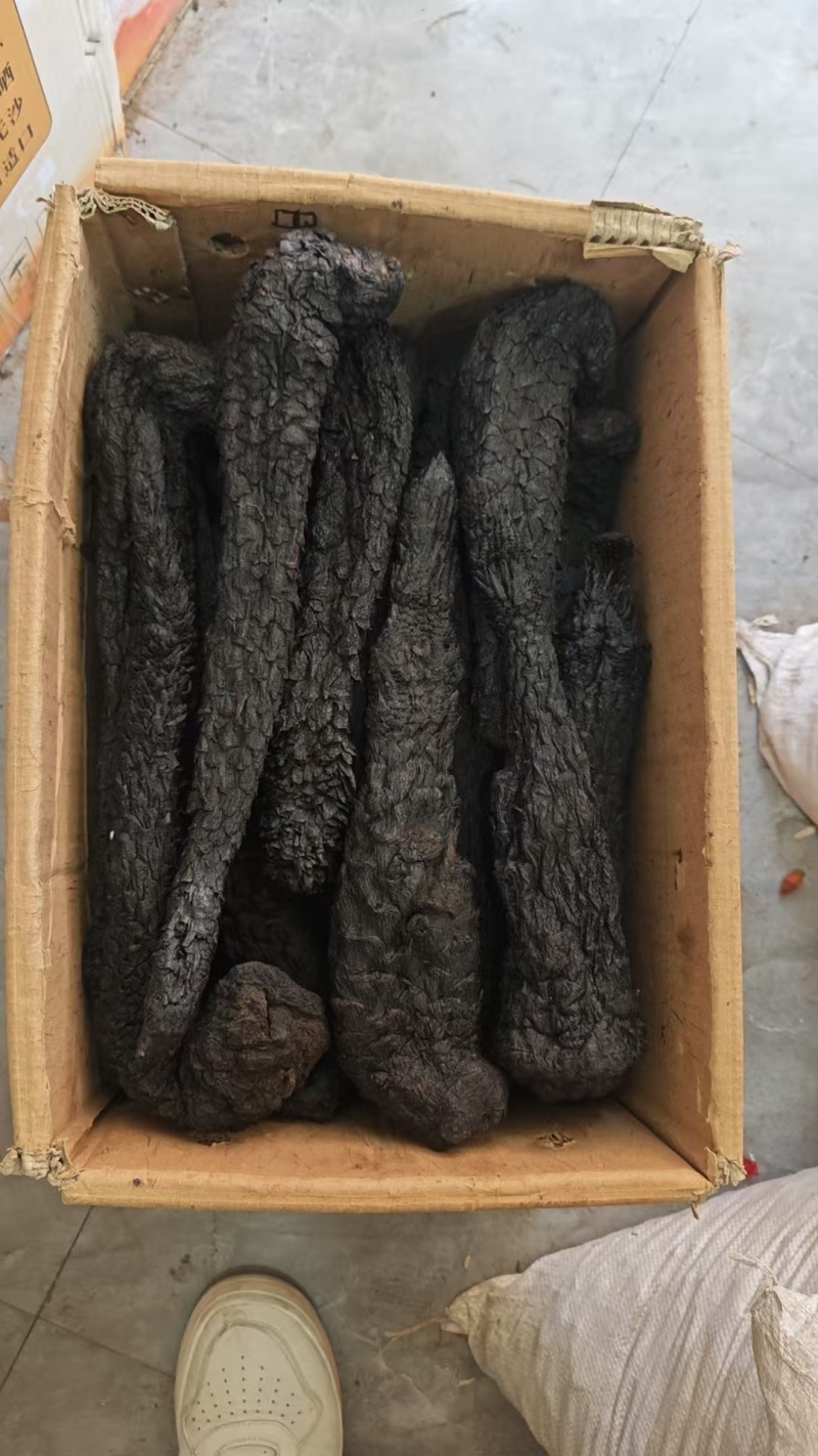 野生肉苁蓉阿拉善补阳壮肾油从容切片正宗泡水泡茶泡酒料油蓉