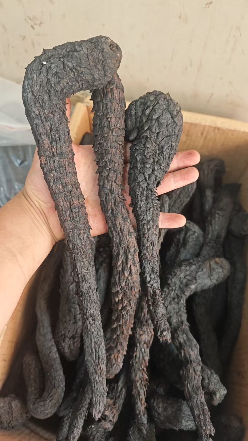 野生肉苁蓉阿拉善补阳壮肾油从容切片正宗泡水泡茶泡酒料油蓉