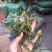 化石草肾精茶一手货源。大货批发支持批发零售需要联系