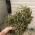 化石草肾精茶一手货源。大货批发支持批发零售需要联系