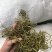 化石草肾精茶一手货源。大货批发支持批发零售需要联系