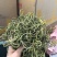 化石草肾精茶一手货源。大货批发支持批发零售需要联系