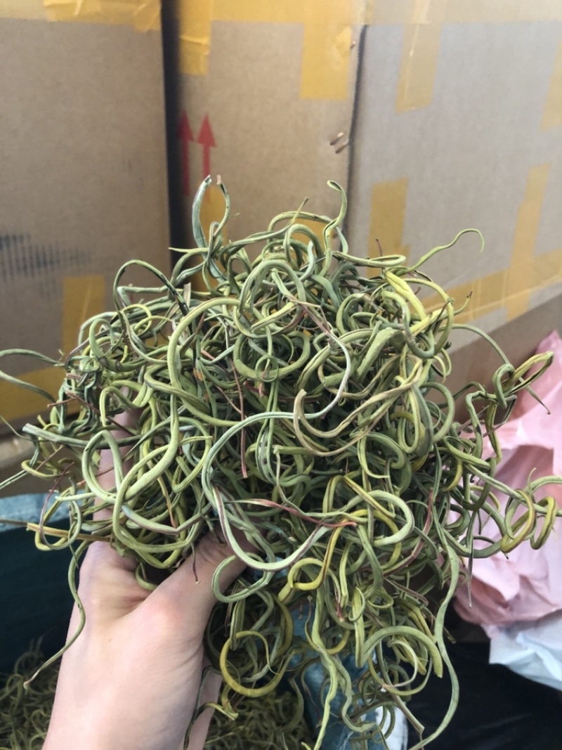 化石草肾精茶一手货源。大货批发支持批发零售需要联系