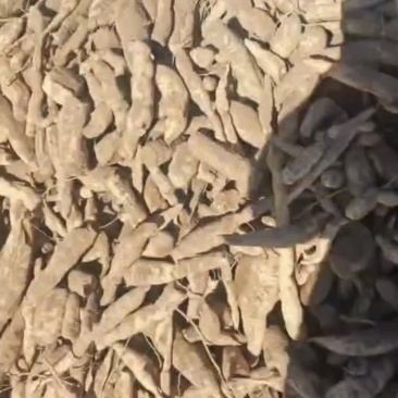天花粉秧苗