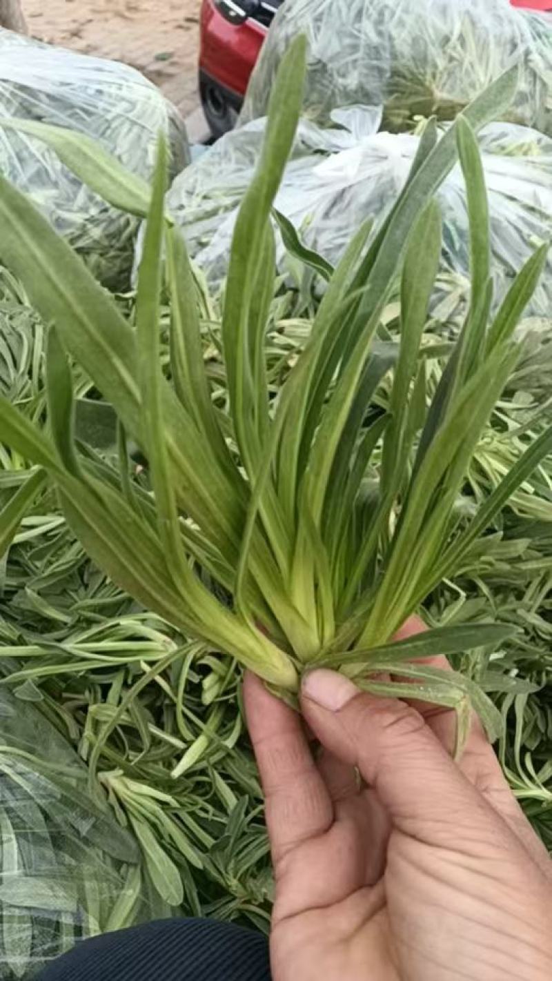 精品面条菜，市场，电商，团购