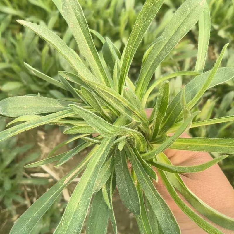 精品面条菜，市场，电商，团购