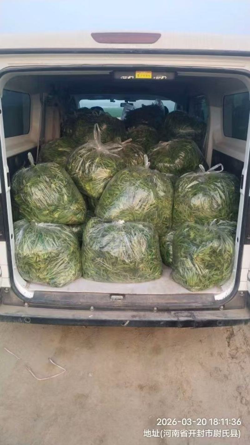 精品面条菜，市场，电商，团购