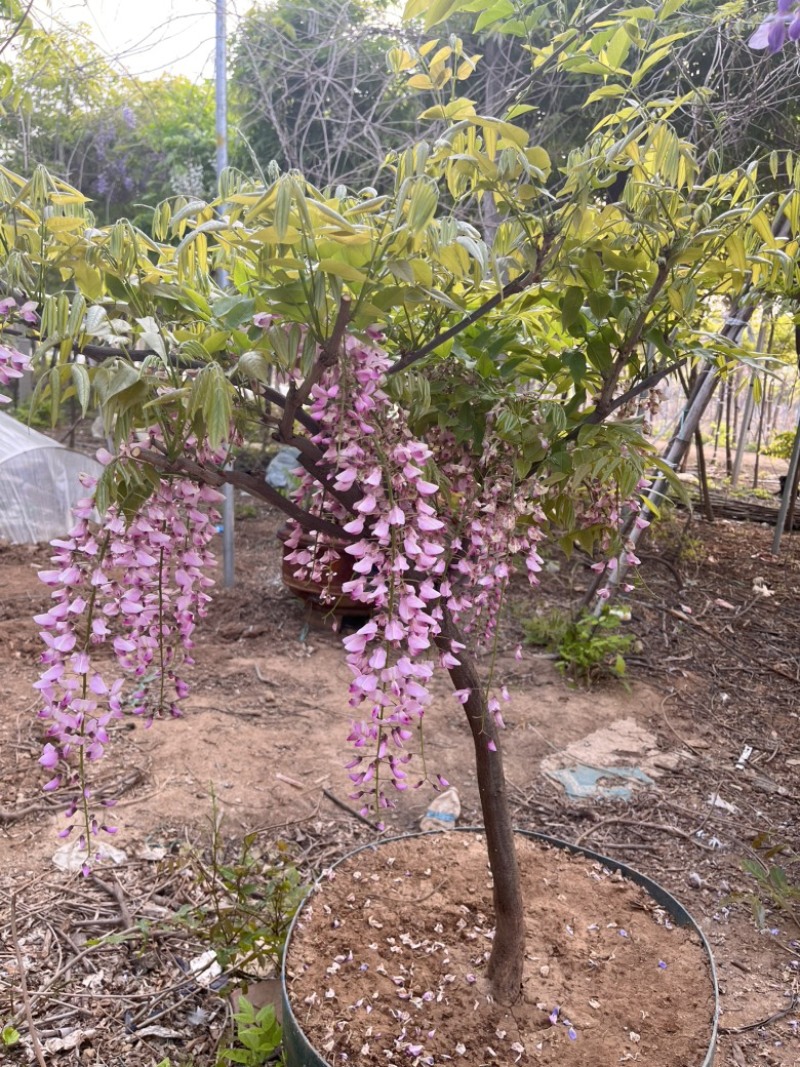 紫藤精品紫藤规格齐全基地直供欢迎电话联系