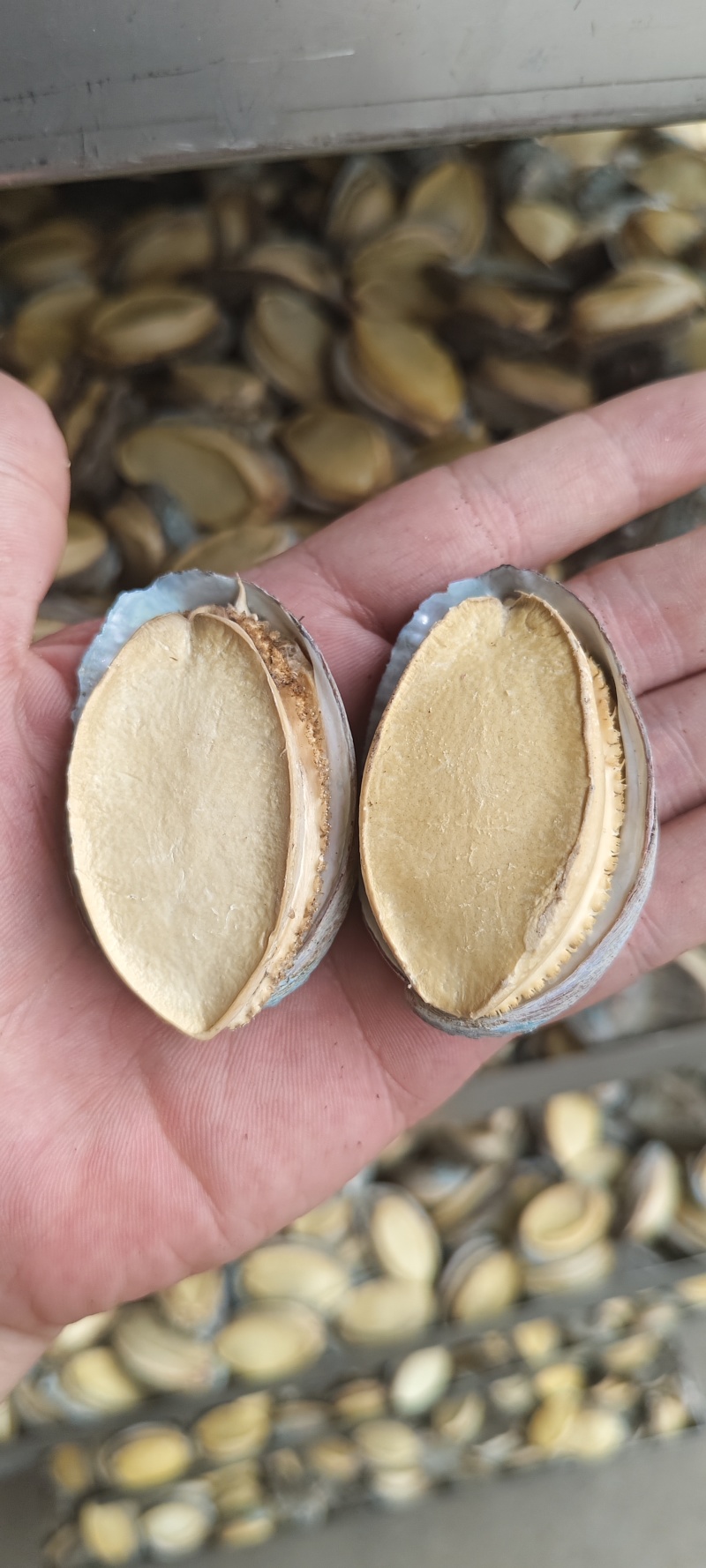 冻干鲍鱼全规格，全国发货，货源充足稳定，量大从优包邮