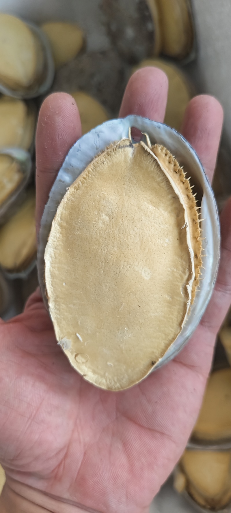 冻干鲍鱼全规格，全国发货，货源充足稳定，量大从优包邮