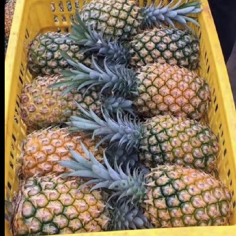 金钻凤梨一件代发对接各大电商售后小品质高