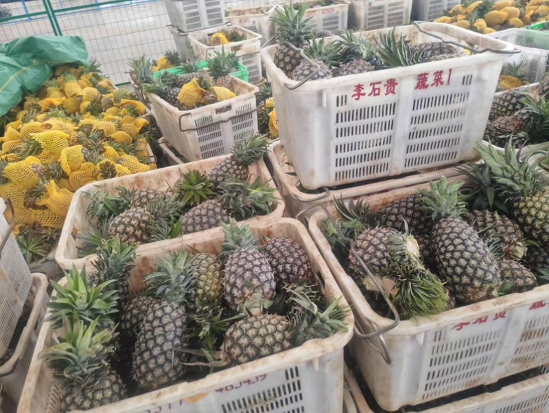 金钻凤梨一件代发对接各大电商售后小品质高