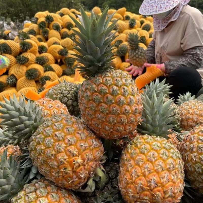 金钻凤梨一件代发对接各大电商售后小品质高