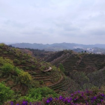 高山云雾茶绿茶（金萱）高山富硒土壤、纯手工炒制