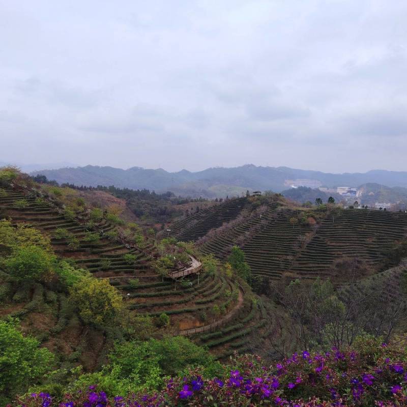 高山云雾茶绿茶（金萱）高山富硒土壤、纯手工炒制