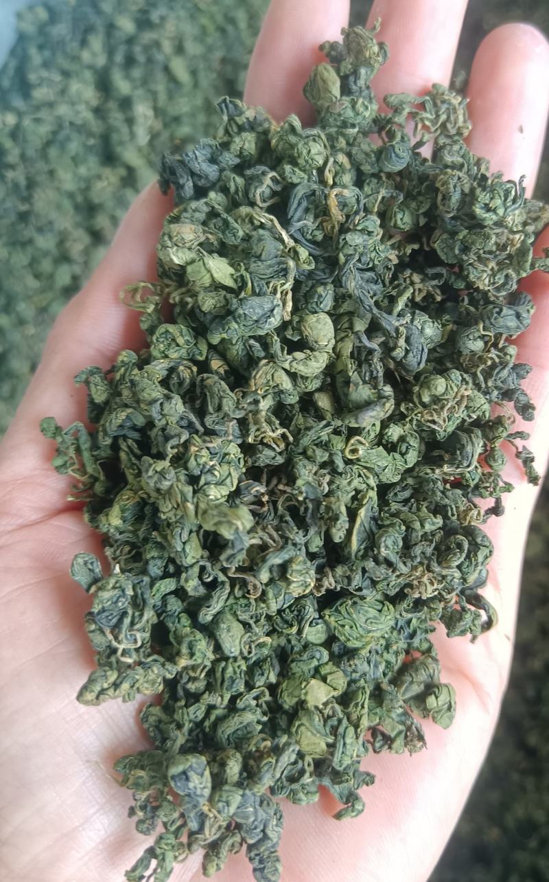 广西金秀野生绞股蓝现货3000斤