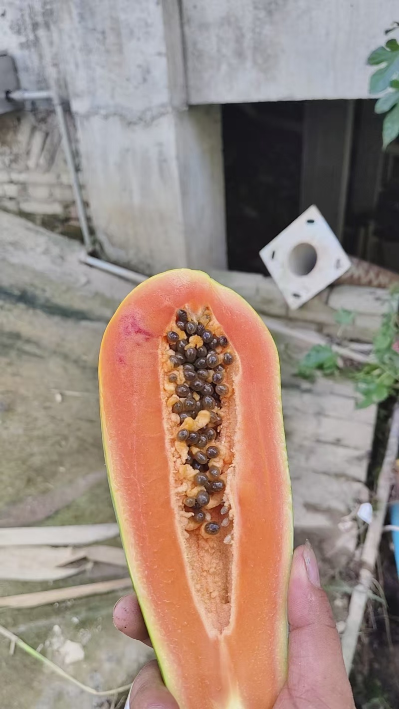 大青木瓜红心牛奶木瓜单果250g左右、三保供货
