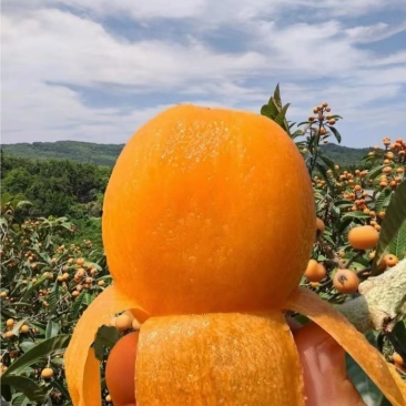 大凉山五星大枇粑