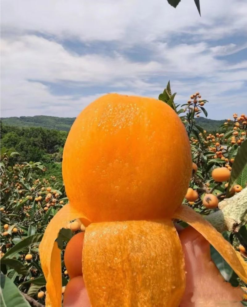 大凉山五星大枇粑