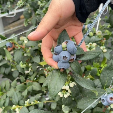 花香蓝莓F6,L2515+18+三保供货