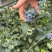 花香蓝莓F6,L2515+18+三保供货