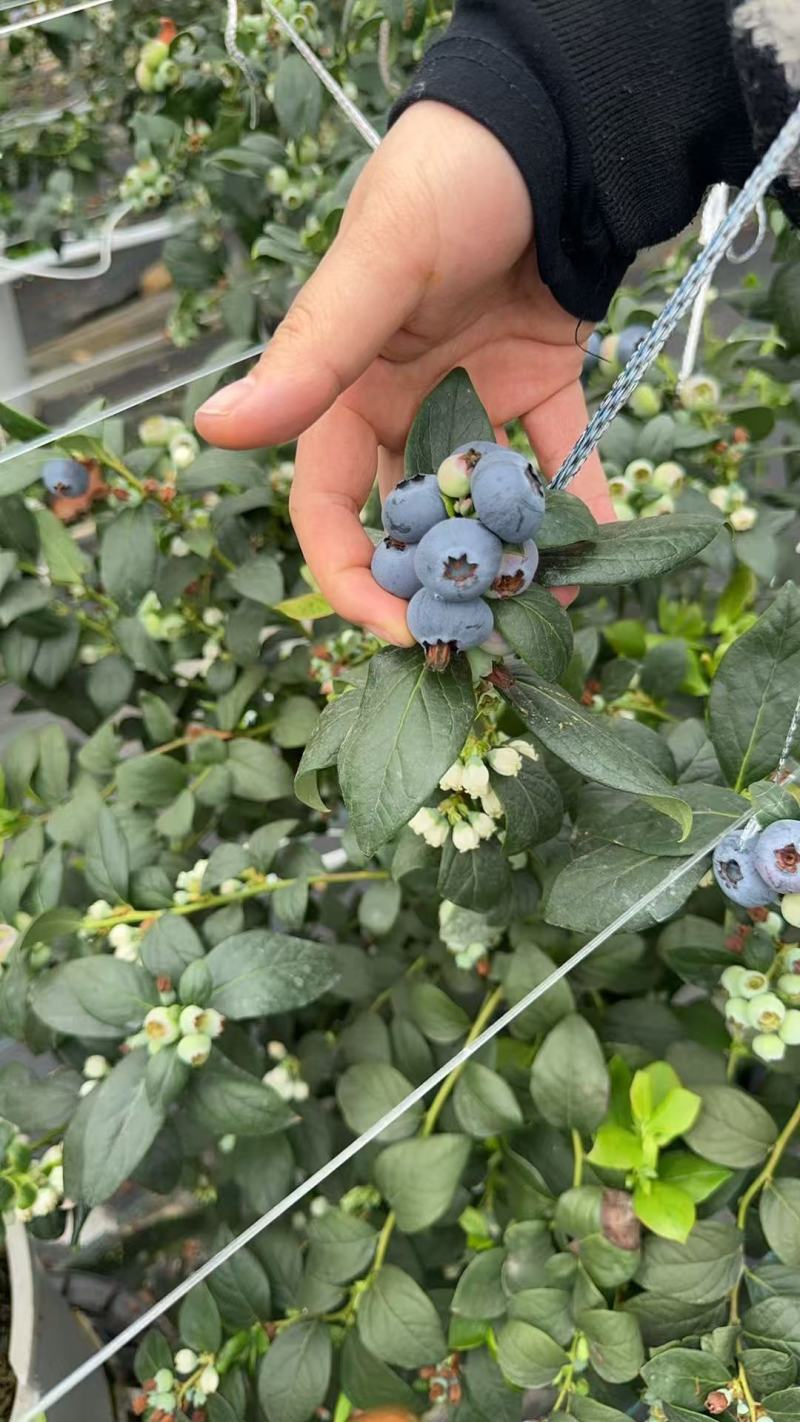 花香蓝莓F6,L2515+18+三保供货