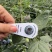 花香蓝莓F6,L2515+18+三保供货