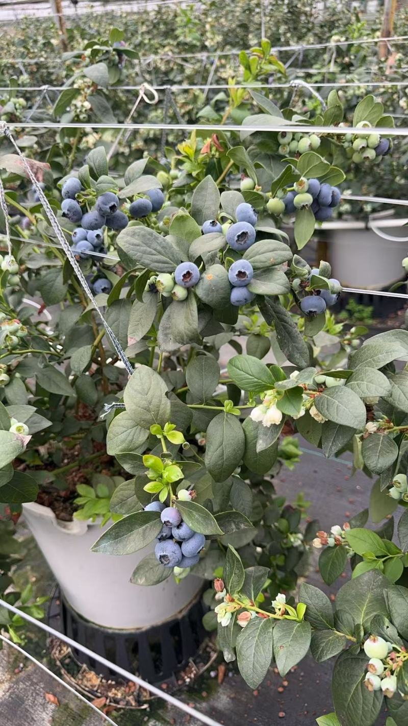 花香蓝莓F6,L2515+18+三保供货