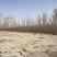 沙柳大量出售产地发货价格美丽