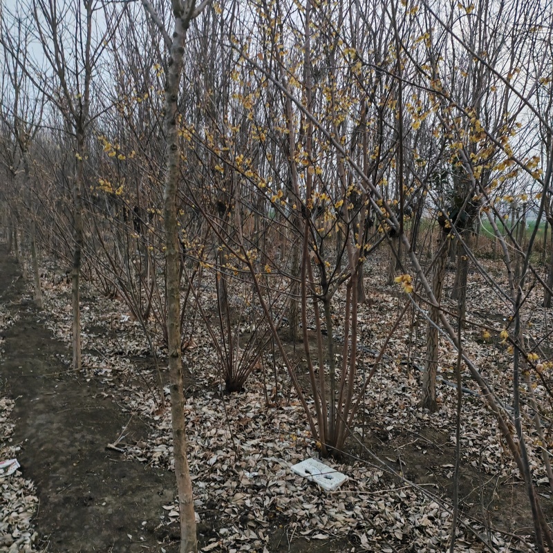 苗圃大量出售高400厘米冠幅250厘米