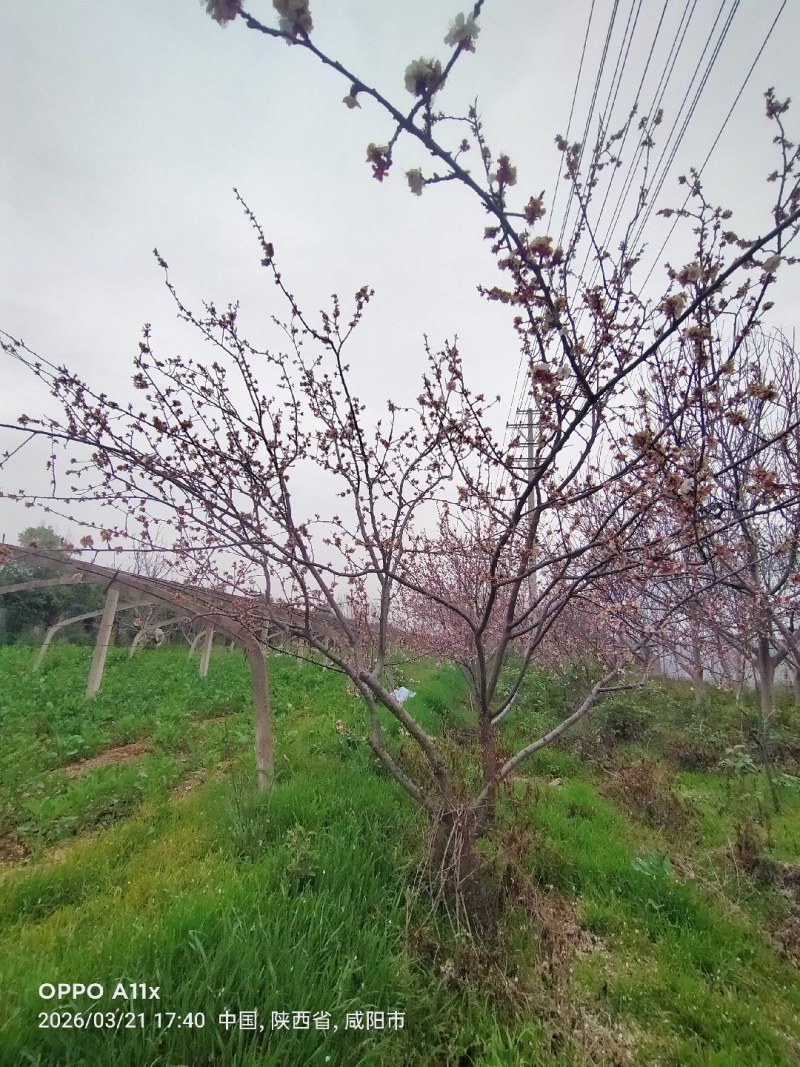 杏树各种规格