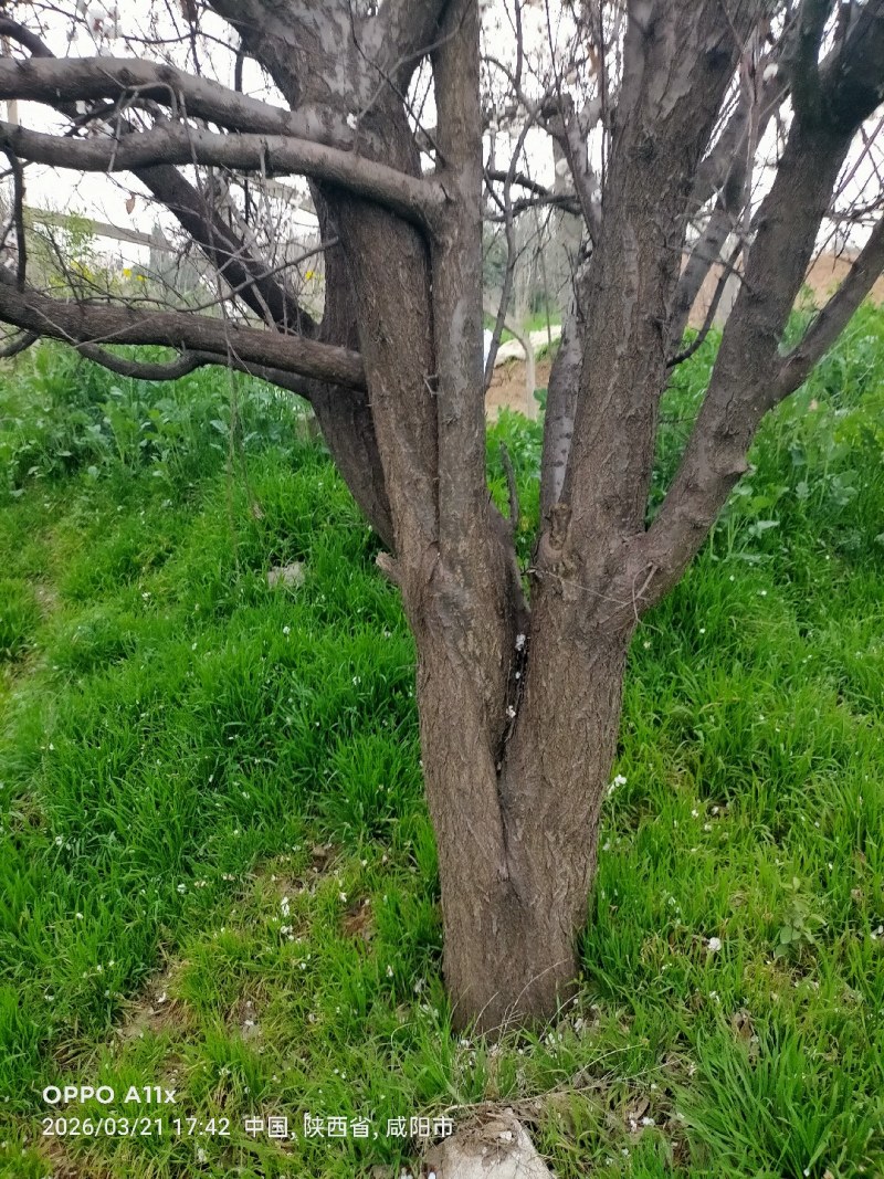 杏树各种规格