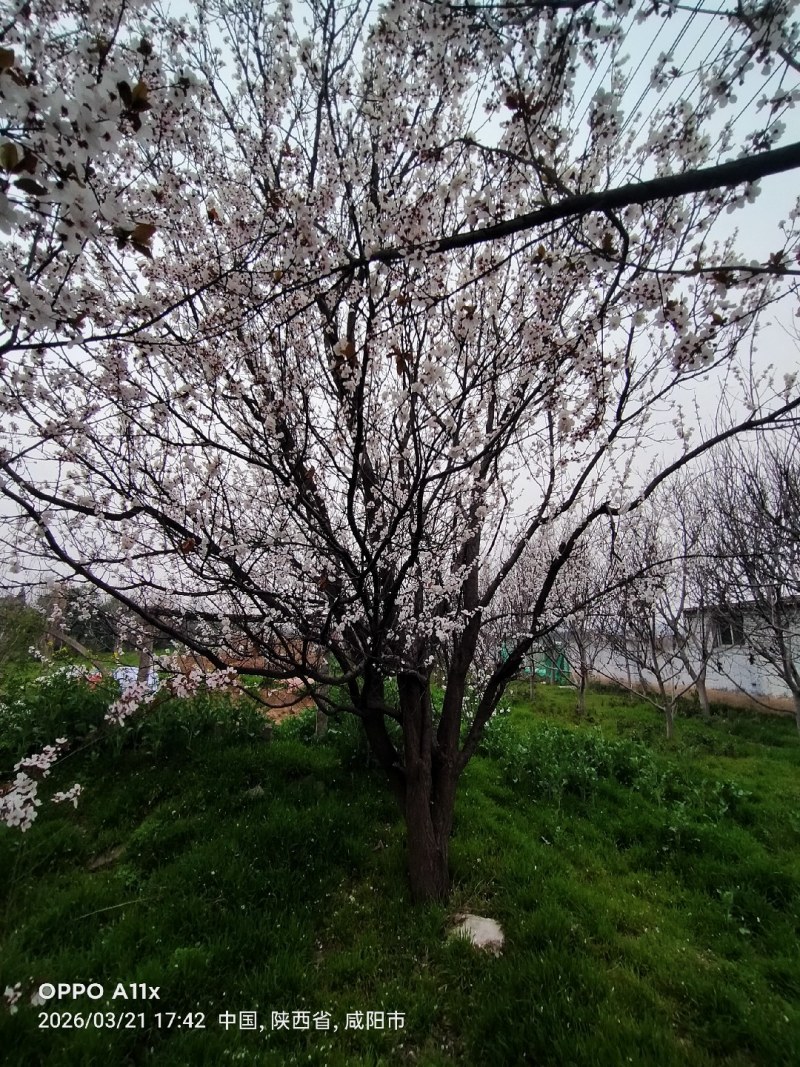 杏树各种规格