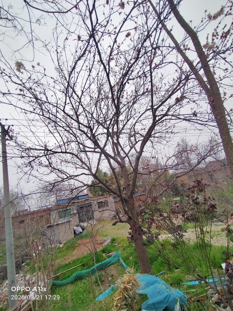 杏树各种规格