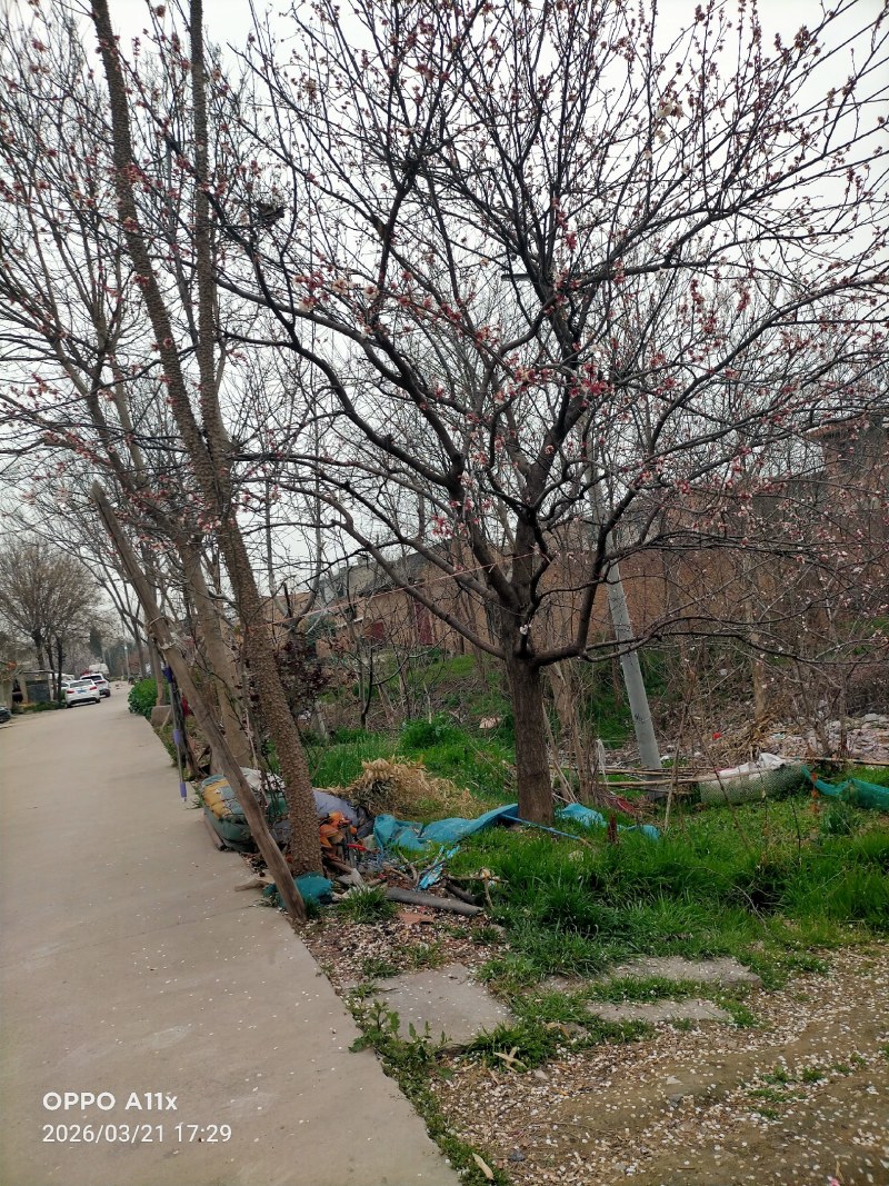 杏树各种规格