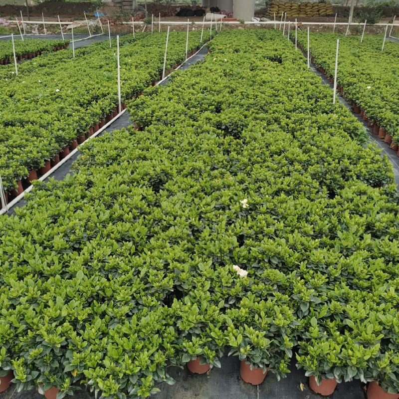 基地花小叶栀子花120量大优惠。。。。。。。
