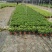 基地花小叶栀子花120量大优惠。。。。。。。