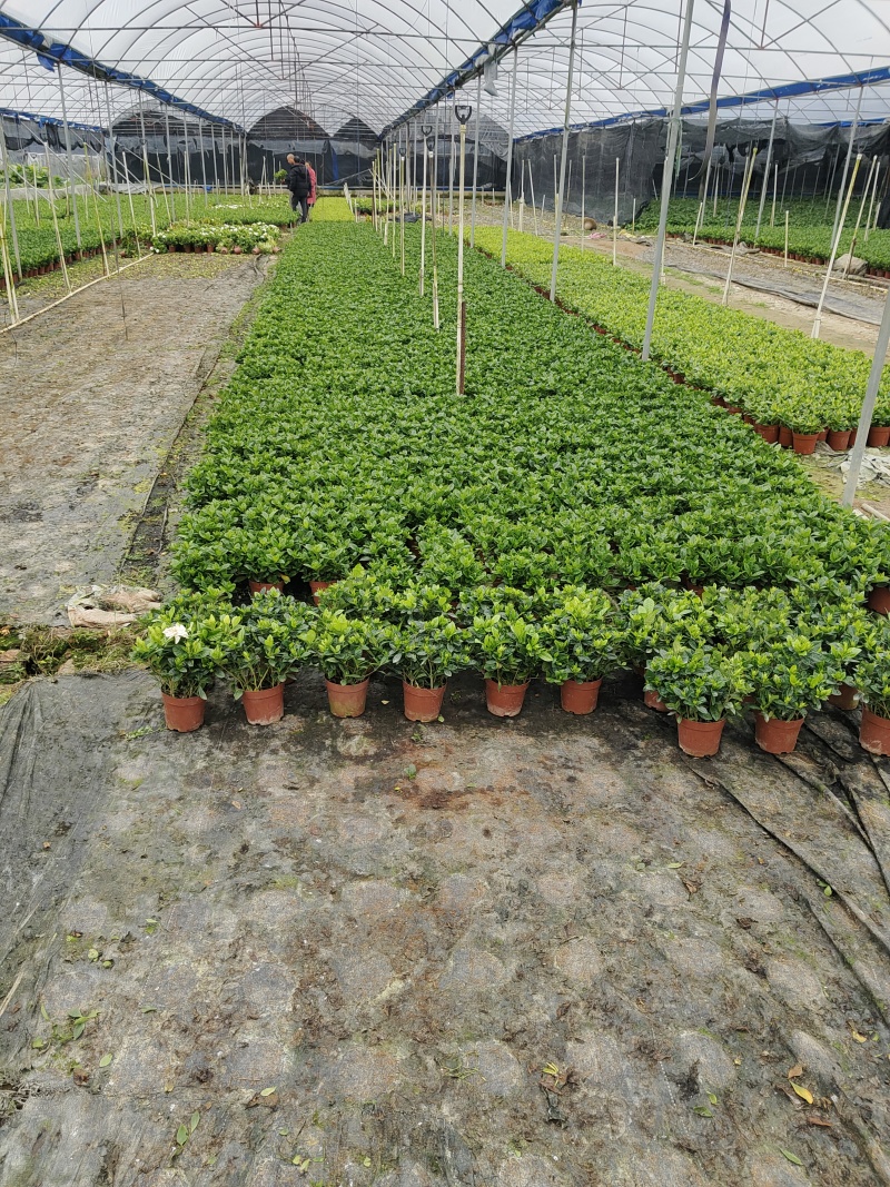 基地花小叶栀子花120量大优惠。。。。。。。