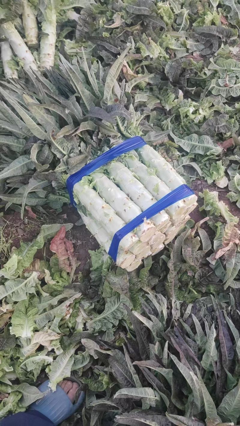 陕西红叶香莴笋莴苣大量上市产地对接视频看货代发全国质量保
