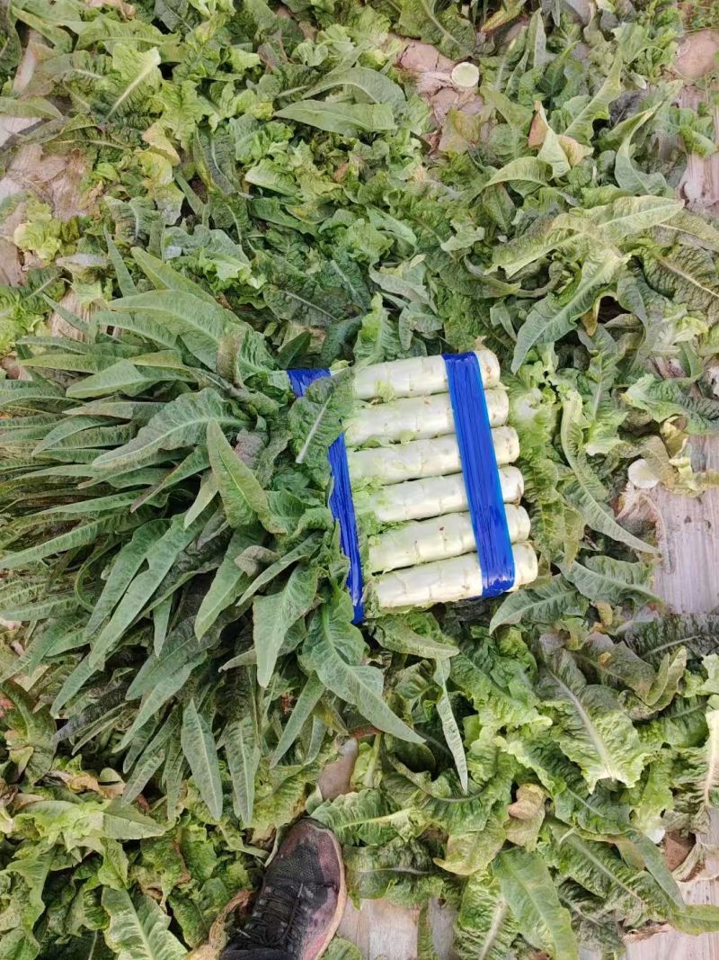 陕西红叶香莴笋莴苣大量上市产地对接视频看货代发全国质量保